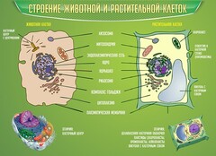 Стенд "Строение животной и растительной клеток" - fgospostavki.ru - Томск