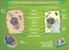  Биология - fgospostavki.ru - Томск