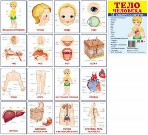Раздаточные карточки "Тело человека" - fgospostavki.ru - Томск