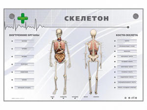 Электрифицированный стенд-тренажер "Скелетон" - fgospostavki.ru - Томск