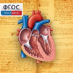 Анатомия (Цифровой атлас школьника) - fgospostavki.ru - Томск