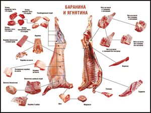 Таблица "Правила разделки мясных туш. Баранина и ягнятина" (100х140 сантиметров, винил) - fgospostavki.ru - Томск
