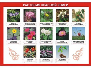 Таблица демонстрационная "Растения Красной книги" (винил 70*100) - fgospostavki.ru - Томск