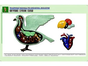 Рельефная таблица "Внутреннее строение голубя" (формат А1, матовое ламинирование) - fgospostavki.ru - Томск