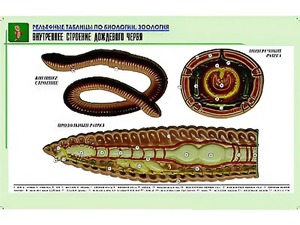 Рельефная таблица "Внутреннее строение дождевого червя" (формат А1, матовое ламинирование) - fgospostavki.ru - Томск