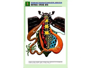 Рельефная таблица "Внутреннее строение жука" (формат А1, матовое ламинирование) - fgospostavki.ru - Томск