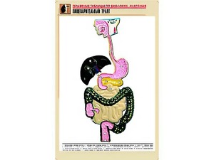 Рельефная таблица "Пищеварительный тракт" (формат А1, матовое ламинирование) - fgospostavki.ru - Томск