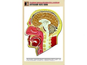 Рельефная таблица "Сагиттальный разрез головы" (формат А1, матовое ламинирование) - fgospostavki.ru - Томск