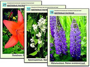 Гербарий фотографический "Основные группы растений" - fgospostavki.ru - Томск