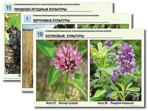 Гербарий фотографический "Сельскохозяйственные растения России" - fgospostavki.ru - Томск