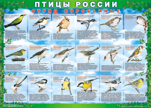 Комплект таблиц "Птицы России (4 листа)" (100х140 сантиметров, винил) - fgospostavki.ru - Томск