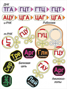 Модель-аппликация Биосинтез белка - fgospostavki.ru - Томск