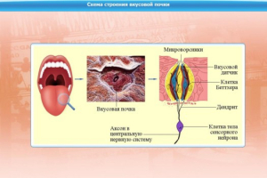 Интерактивные курсы. Биология 10 класс. Расширенный. - fgospostavki.ru - Томск