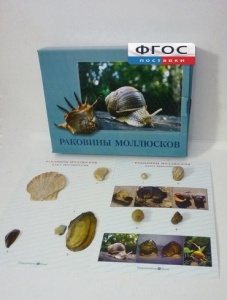 Коллекция "Раковины моллюсков" - fgospostavki.ru - Томск