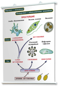Плакаты по биологии для оформления кабинета. - fgospostavki.ru - Томск