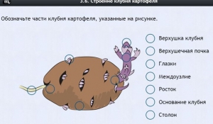Интерактивные курсы. Биология 6 класс. Расширенный - fgospostavki.ru - Томск