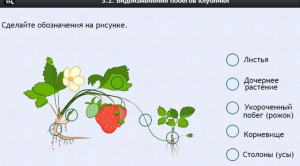 Интерактивные курсы. Биология 7 класс. Расширенный. - fgospostavki.ru - Томск