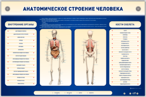 Электрифицированный стенд-тренажер c макетом скелета "Анатомическое строение человека" - fgospostavki.ru - Томск