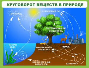 Стенд "Круговорот веществ" - fgospostavki.ru - Томск