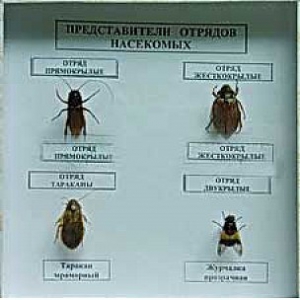 Коллекция энтомологическая "Представители отряда насекомых" - fgospostavki.ru - Томск