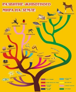 Стенд "Развитие животного мира на земле" - fgospostavki.ru - Томск