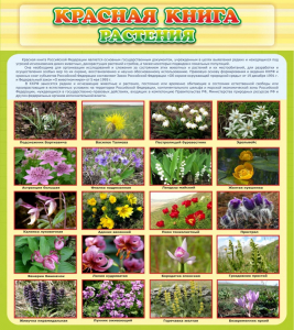 Стенд "Красная книга - растения" - fgospostavki.ru - Томск