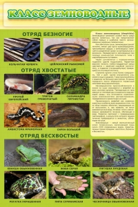 Стенд "Класс земноводные" - fgospostavki.ru - Томск