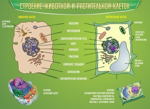 Стенд "Строение животной и растительной клеток" - fgospostavki.ru - Томск