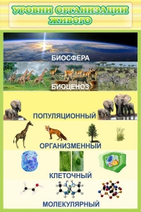 Стенд "Уровни организации живого" - fgospostavki.ru - Томск