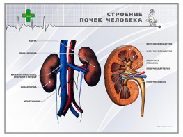 Стенд "Строение почки человека" - fgospostavki.ru - Томск