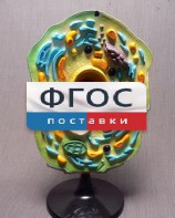 Модель "Клетка растения" - fgospostavki.ru - Томск