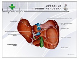 Стенд "Строение печени человека" - fgospostavki.ru - Томск