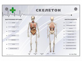 Электрифицированный стенд-тренажер "Скелетон" - fgospostavki.ru - Томск