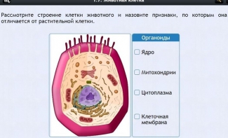 Интерактивные курсы. Биология 8 класс. Базовый - fgospostavki.ru - Томск
