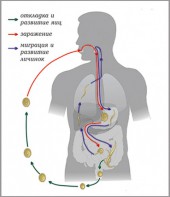 Модель-аппликация Цикл развития аскариды - fgospostavki.ru - Томск