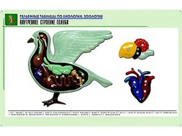 Рельефная таблица "Внутреннее строение голубя" (формат А1, матовое ламинирование) - fgospostavki.ru - Томск