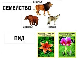 Модель-аппликация "Классификация растений и животных" (ламинированная) - fgospostavki.ru - Томск