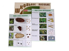 Коллекция "Шишки, плоды, семена деревьев и кустарников" - fgospostavki.ru - Томск