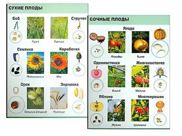 Коллекция "Семена и плоды" - fgospostavki.ru - Томск