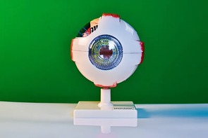 Модель глаза - fgospostavki.ru - Томск