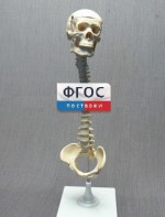 Модель "Позвоночник с черепом и тазом" - fgospostavki.ru - Томск