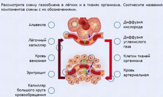 Интерактивные курсы. Биология 9 класс. Расширенный. - fgospostavki.ru - Томск