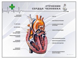 Стенд "Строение сердца человека" - fgospostavki.ru - Томск