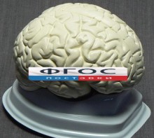 Модель "Мозг в разрезе" (белый) - fgospostavki.ru - Томск