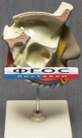 Модель "Разрез носоглотки" - fgospostavki.ru - Томск