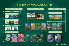 Электрифицированный стенд "Уровни организации жизни" - fgospostavki.ru - Томск
