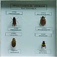 Коллекция энтомологическая "Представители отряда насекомых" - fgospostavki.ru - Томск