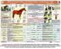 Комплект плакатов "Служебное коневодство" - fgospostavki.ru - Томск