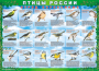 Комплект таблиц "Птицы России (4 листа)" (100х140 сантиметров, винил) - fgospostavki.ru - Томск