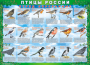 Комплект таблиц "Птицы России (4 листа)" (100х140 сантиметров, винил) - fgospostavki.ru - Томск